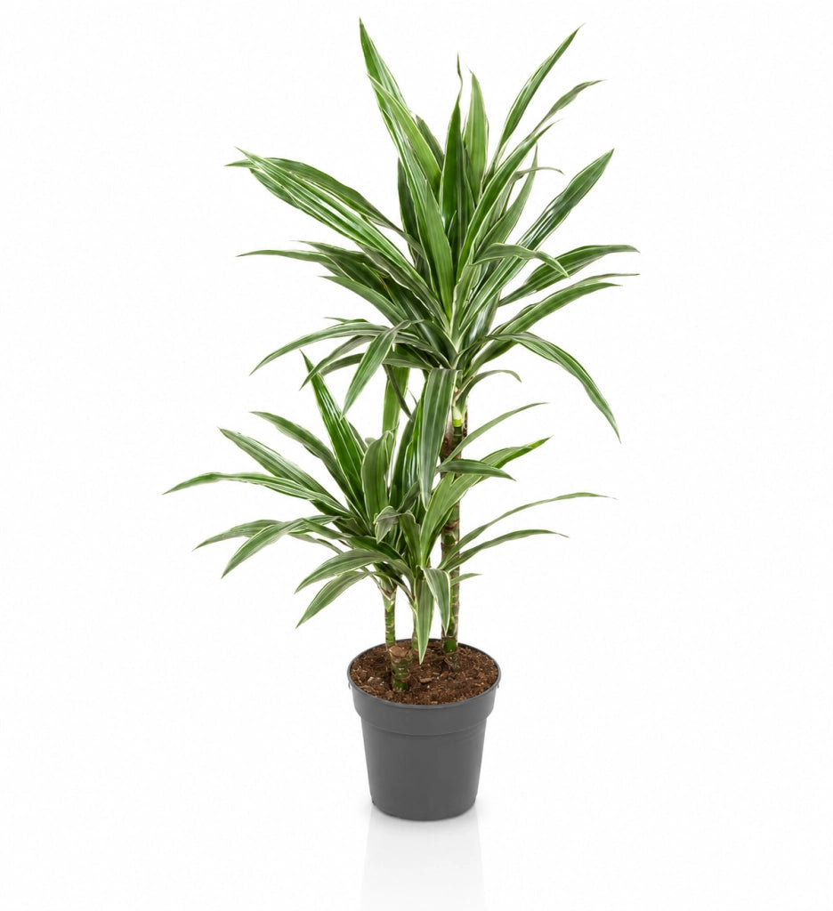 Gardenaria Dracaena fragrans 'Warneckei' - Pianta da interno ornamentale Altezza: 100 cm (vaso 19)