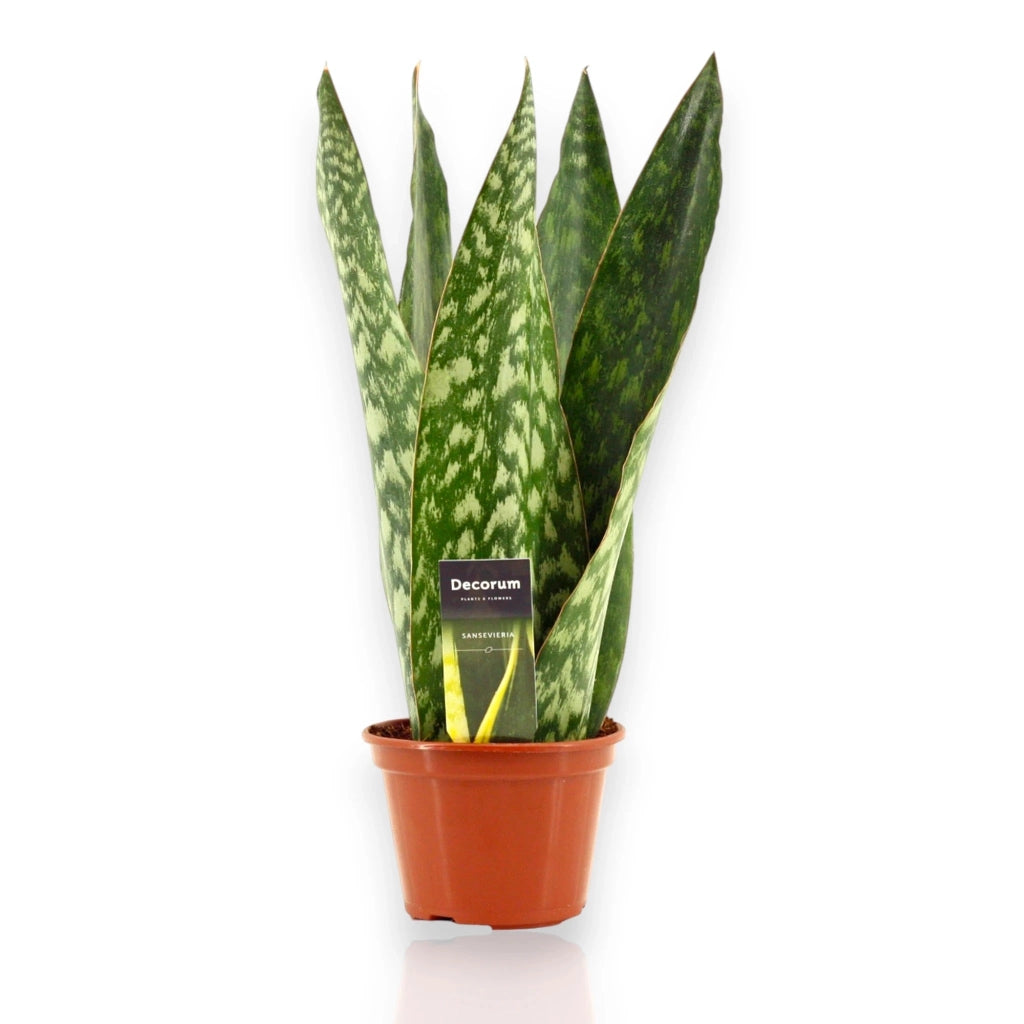 Gardenaria Sansevieria jamaiquina 'Queen' - Pianta da interno ornamentale Altezza: 30 cm (vaso 14)