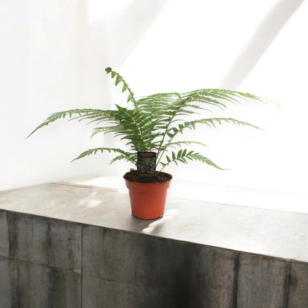 Gardenaria Dicksonia antarctica - Pianta da interno ornamentale Altezza: 35 cm (vaso 17)