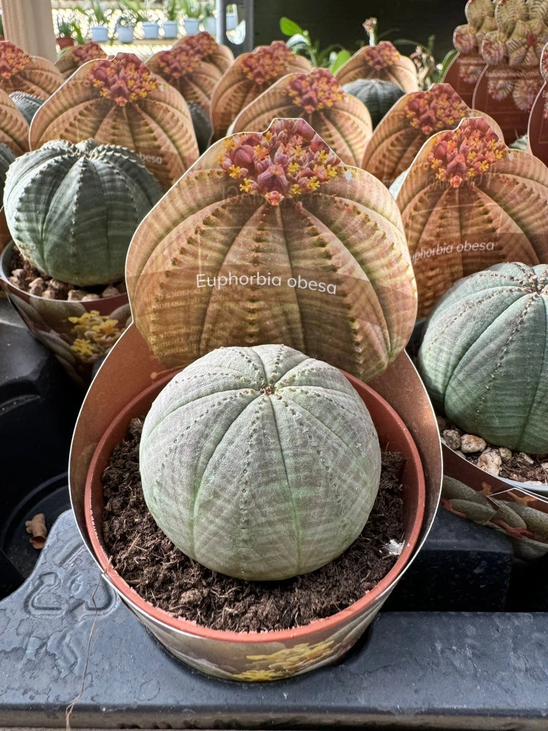 Euphorbia obesa, vaso 5,5 cm, foto reali