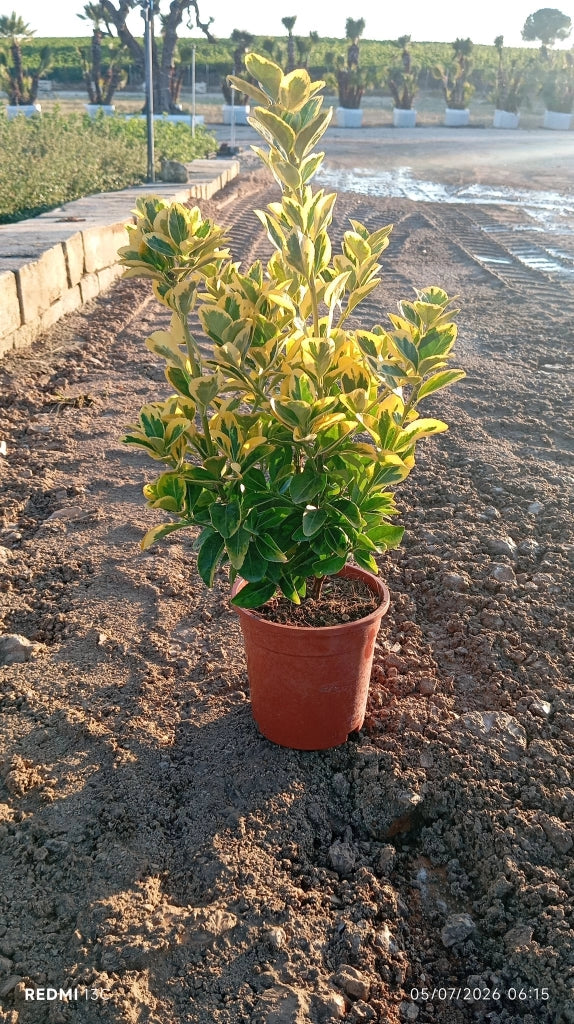 EUONYMUS JAPONICUS CESP.17 AUREA