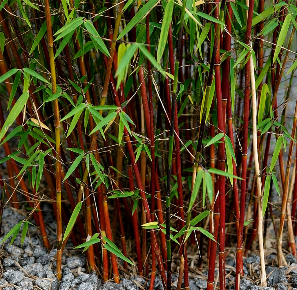 Gardenaria Fargesia Asia Wonder - Fargesia 'Asia Wonder' - Bambù ornamentale da esterno Altezza: 80/100 cm (vaso 24)