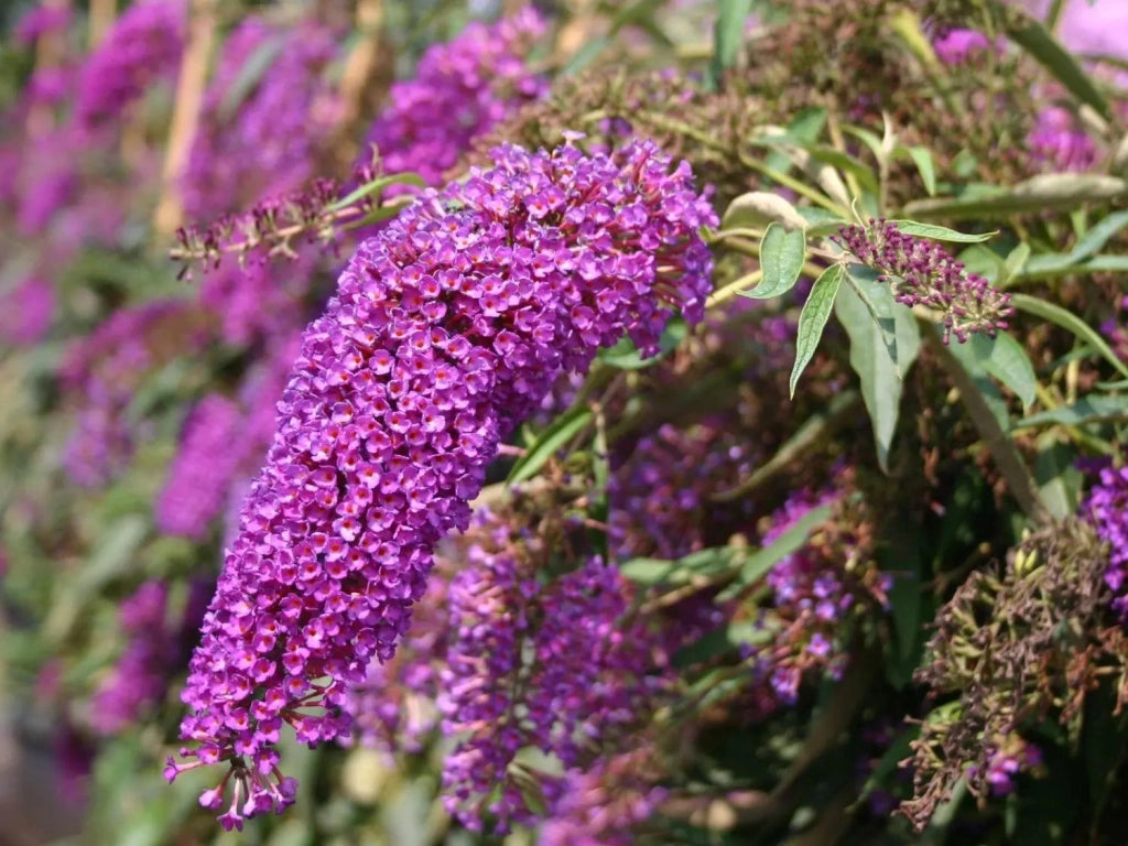 Gardenaria Buddleja davidii 'Nanho Purple'' - Arbusto ornamentale da giardino Altezza: 40/60 cm (vaso19)