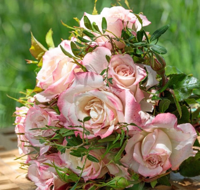 Rosa LYON LUMIERES ® Meivanae