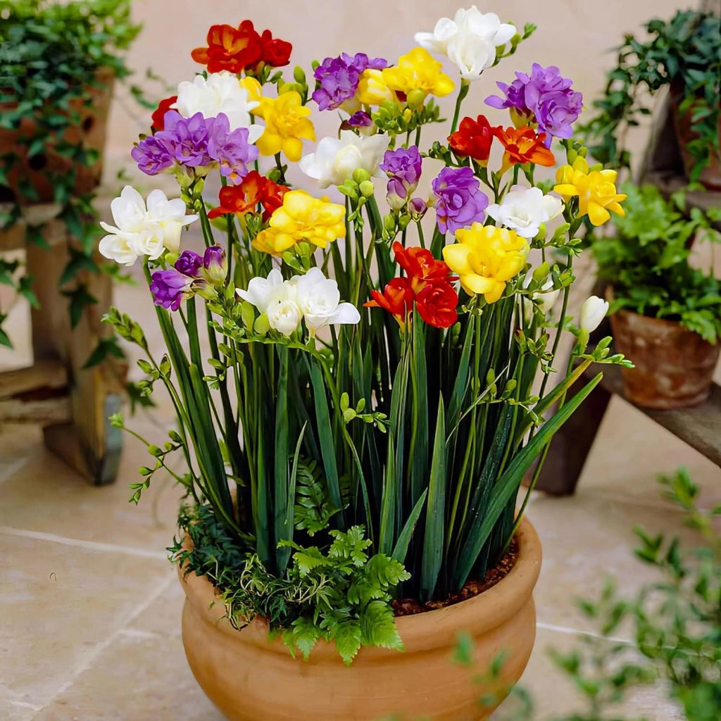 Bulbi di Fresia Singola Assortito 5+ – Fiori profumati e vivaci