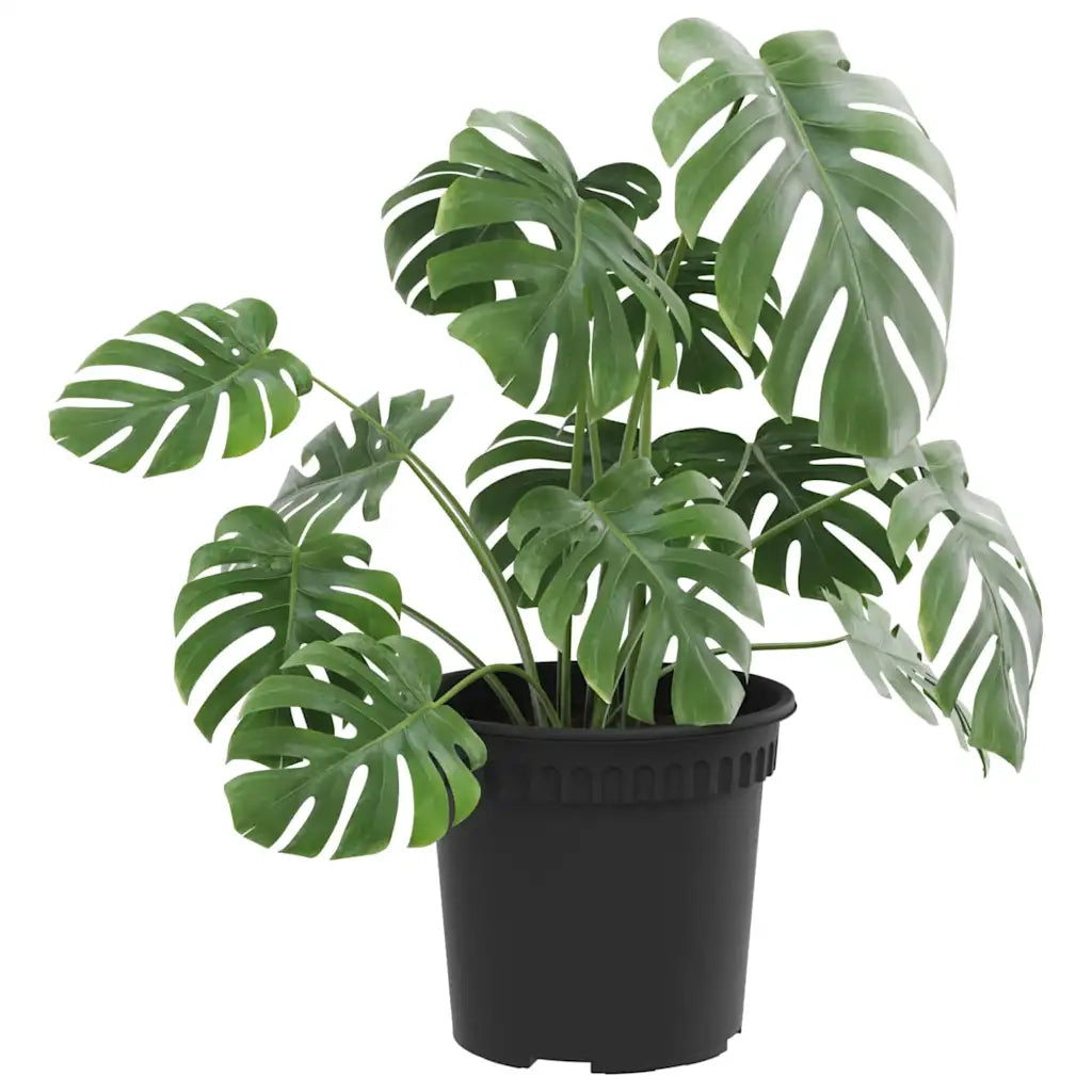 Vaso Rotondo per Fiori 24 pcs Nero Ø 15 x 12 cm Plastica