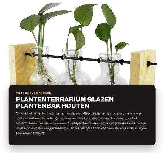 Terrario Retro in Vetro - Vasca in Legno - Dimensioni 25x5,5x12,5cm - Ideale per le Piante - Contenitore per Piante