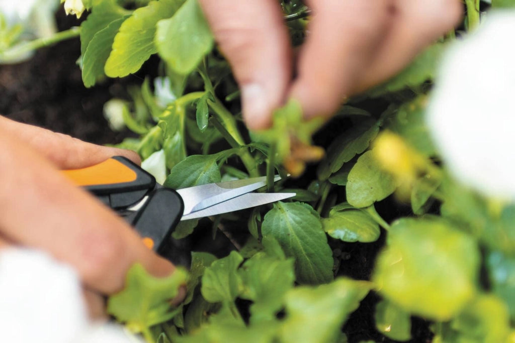 FORBICE RACCOLTA E FIORI SOLID SNIP CON MICRO PUNTA SP13- - cm.14 (1051600) - 1 pezzi FISKARS