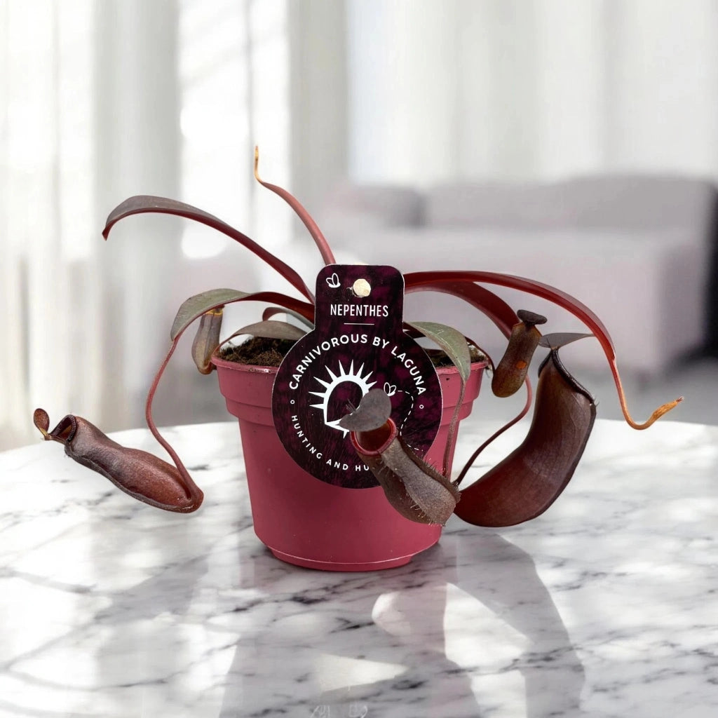 Gardenaria Nepenthes 'Rebecca' - Pianta da interno ornamentale Altezza: 17 cm (vaso 12)