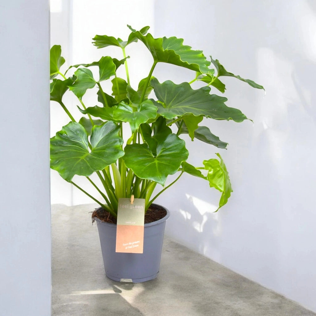 Gardenaria Philodendron bipinnatifidum 'Shangri-la' - Pianta da interno ornamentale Altezza: 35 cm (vaso 14)