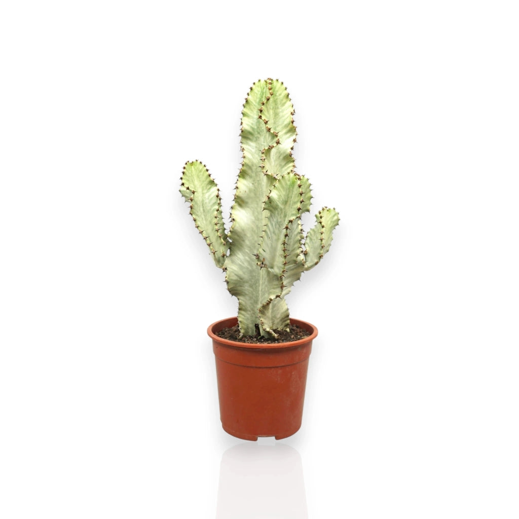 Gardenaria Euphorbia ingens - Pianta da interno ornamentale Altezza: 80 cm (vaso 17)