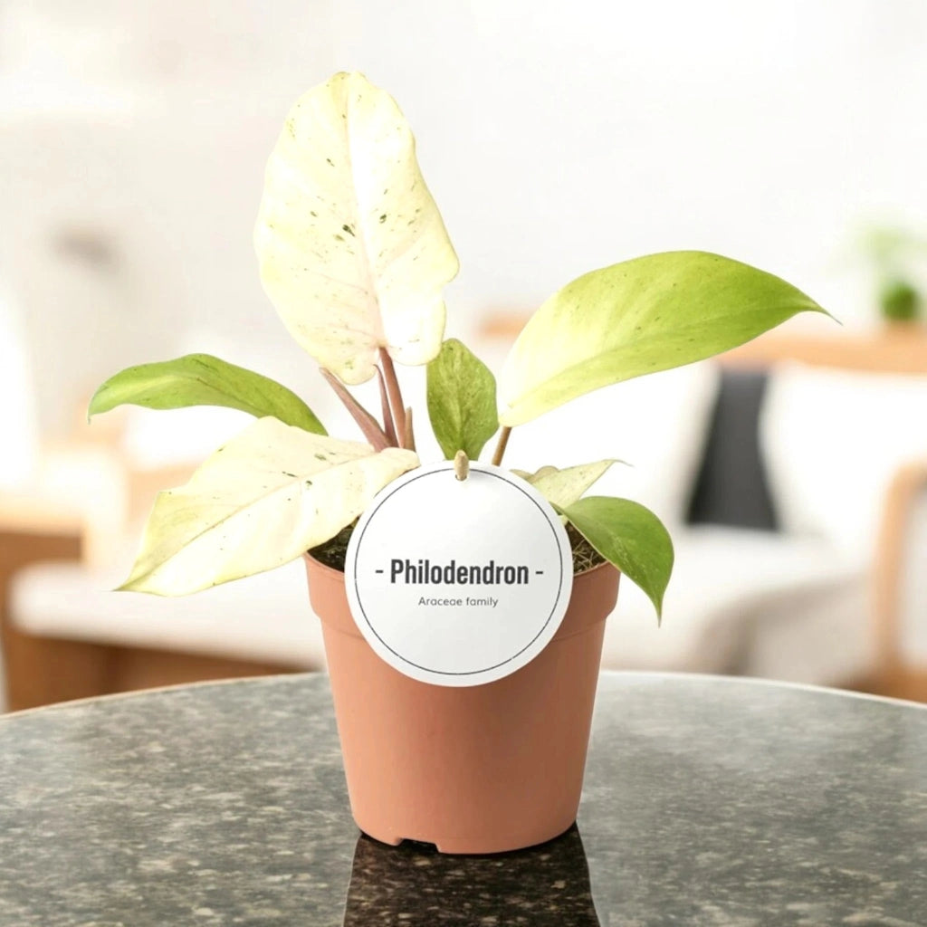 Gardenaria Philodendron 'Snowdrift' - Pianta da interno ornamentale Altezza: 30 cm (vaso 12)