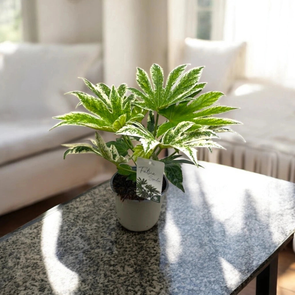 Gardenaria Fatsia japonica variegata (Aralia) - Pianta da interno ornamentale Altezza: 25 cm (vaso 12)
