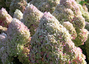 Gardenaria Ortensia - Hydrangea Paniculata 'Diamantino' - Pianta acidofila ornamentale da esterno Altezza: 40/50 cm (vaso19)
