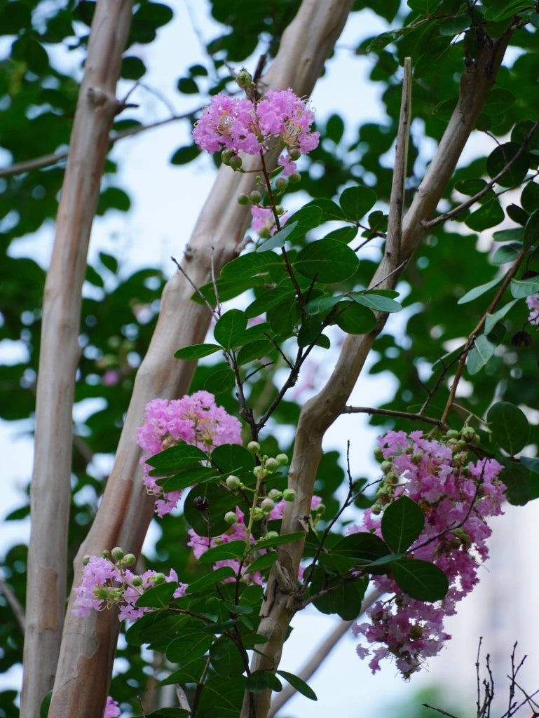 LAGERSTROEMIA INDICA CESP.30 MUSKOGEE