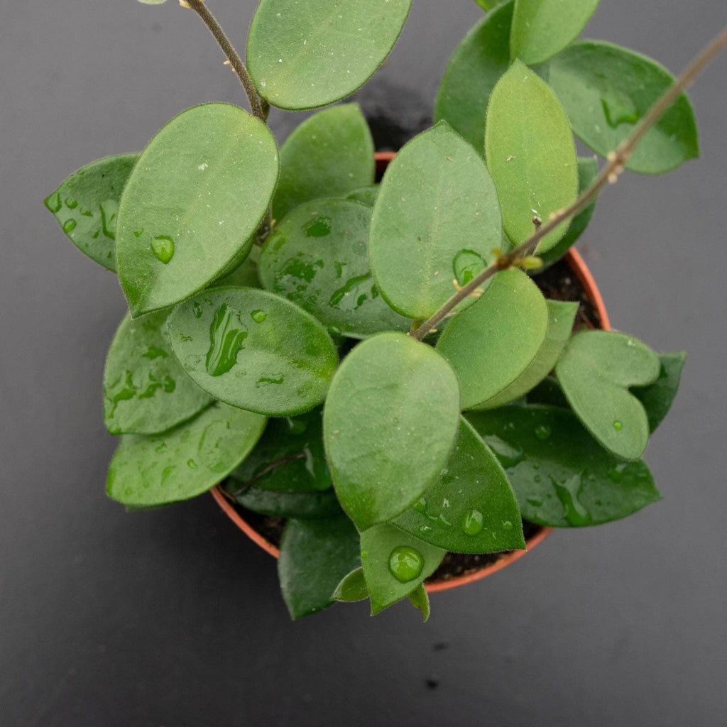 Pianta di Hoya Chouke