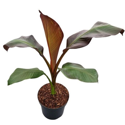Ensete ventricosum Maurelii vaso 24 cm – Banano ornamentale tropicale
