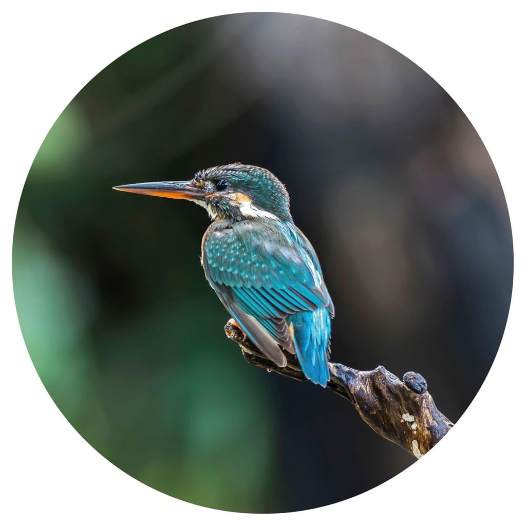 WallArt Cerchio Carta da Parati The Kingfisher 142,5 cm cod mxl 59100