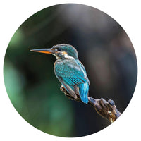 WallArt Cerchio Carta da Parati The Kingfisher 142,5 cm cod mxl 59100