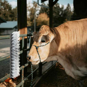 Spazzole per Bovini  da Muro 50x10x6.5 cm 42006833