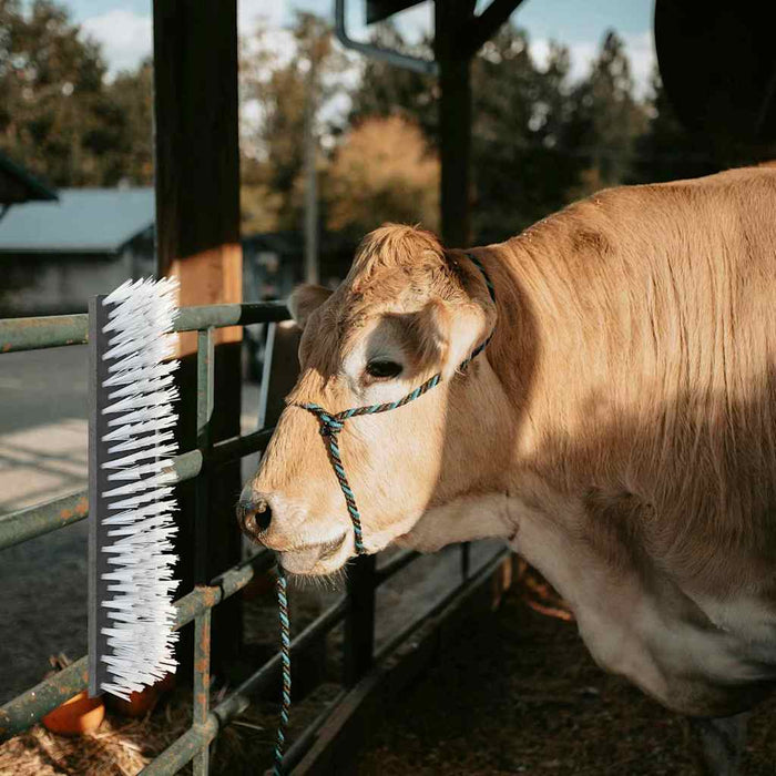 Spazzole per Bovini  da Muro 50x10x6.5 cm 42006833