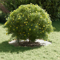 Anello piatto per albero Bianco Ø30 / 60 cm Acciaio 873664