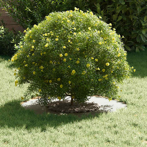 Anello piatto per albero Bianco Ø30 / 60 cm Acciaio 873664