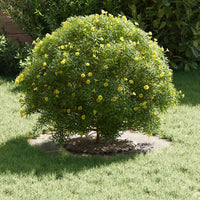 Anelli di Albero Piatto 5 pcs Argento Ø30 / 60 cm 873671