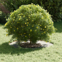 Anelli di Albero Piatto 5 pcs Argento Ø30 / 60 cm Acciaio zincato 873673