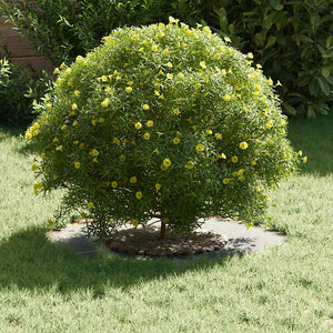 Anelli di Albero Piatto 5 pcs Argento Ø30 / 60 cm Acciaio zincato 873673