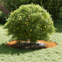 adatto per Anello d'Albero Piatto Marrone Ø40 / 70 cm 873688