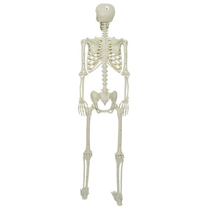 Scheletro di Halloween Bianco 155 x 38.5 cm Plastica 42020048