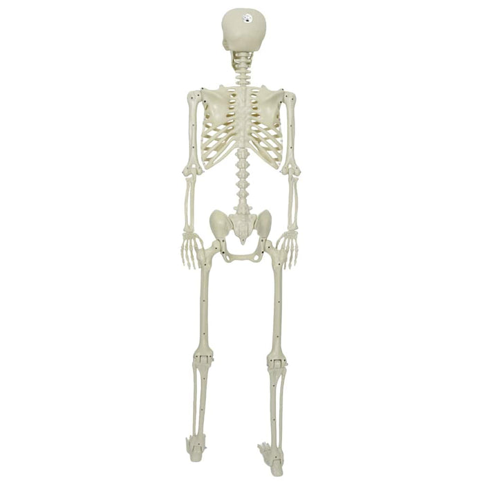Scheletro di Halloween Bianco 155 x 38.5 cm Plastica 42020048