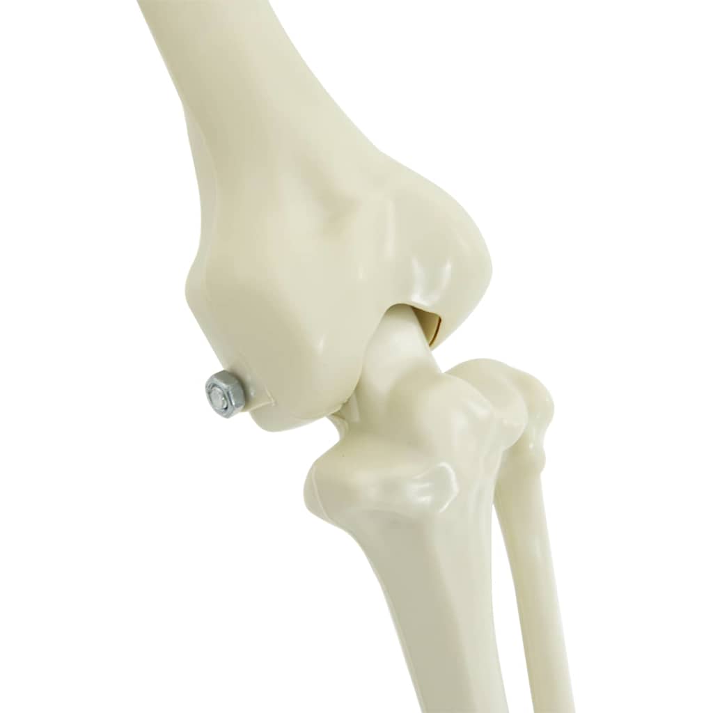 Decorazione Scheletro di Halloween 2 pcs Bianco Polipropilene 42020050