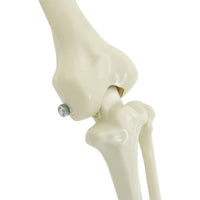 Decorazione Scheletro di Halloween 2 pcs Bianco Polipropilene 42020050