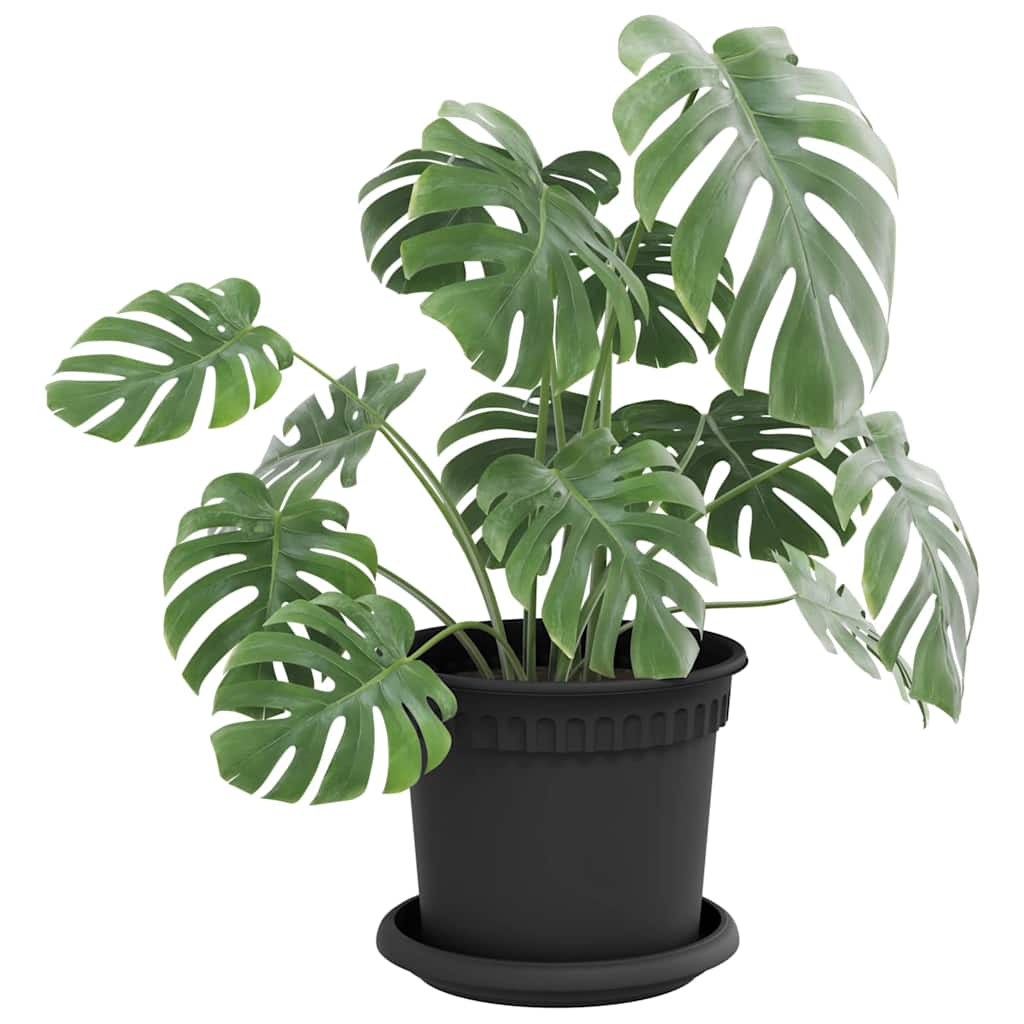 Vassoio Rotondo per Fiori 24 pcs Nero Ø 14 x 2 cm Plastica 42020320