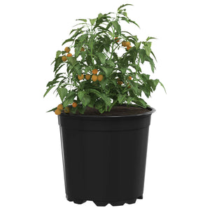 Vaso per Fiori 200 pz-Fioriera Piccola-Contenitore per Piante Nero ? 15 x 13 cm Plastica