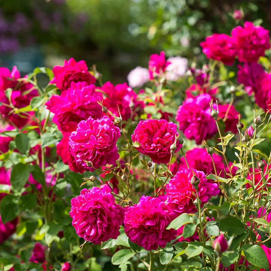 Gardenaria Rosa 'Thomas Becket' - Rosa da giardino Altezza: 40/50 cm (vaso20)