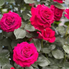 Rosa ‘Belles Rives’ – Rosa ornamentale profumata a fiore grande