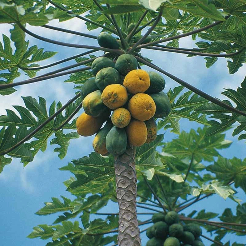 pianta di Carica papaya