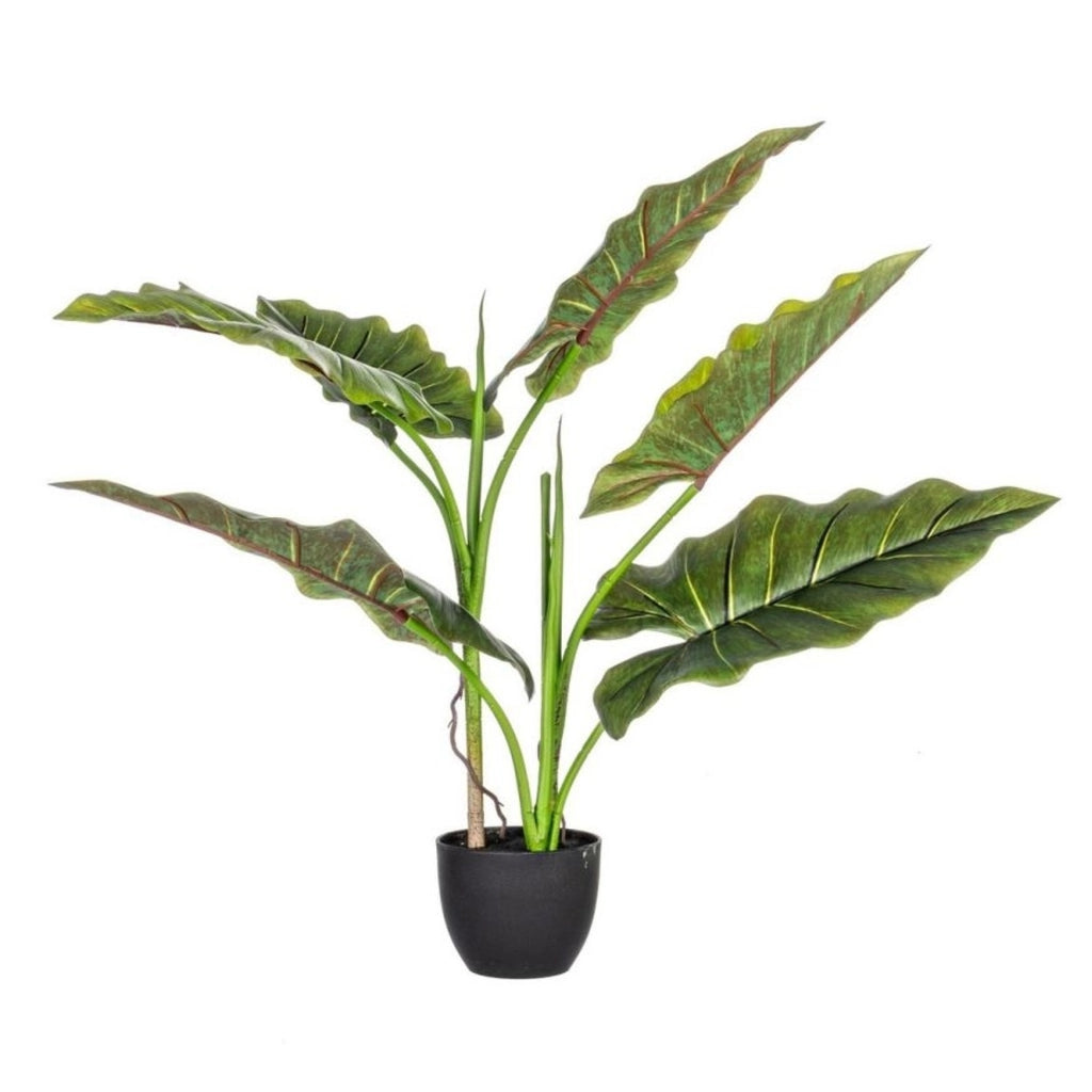 Pianta dieffenbachia c-vaso 7foglie