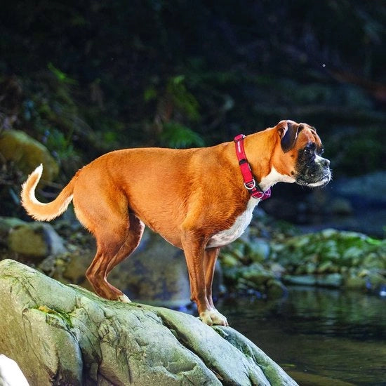 Collare a Doppio Riflesso per Cani Piccoli Medi Grandi - Materiale di Comfort Supremo di Neoprene Soft - Corda di Nylon Resistente - Corda di Velluto Piccola