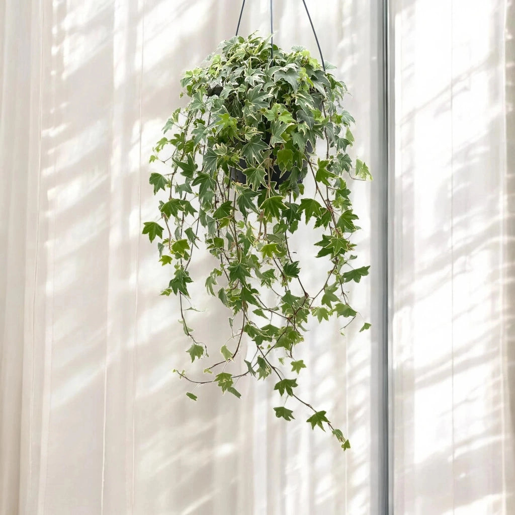 Gardenaria Edera - Hedera helix 'White Ripple' - Pianta da interno ornamentale Altezza: 50 cm (vaso 19)