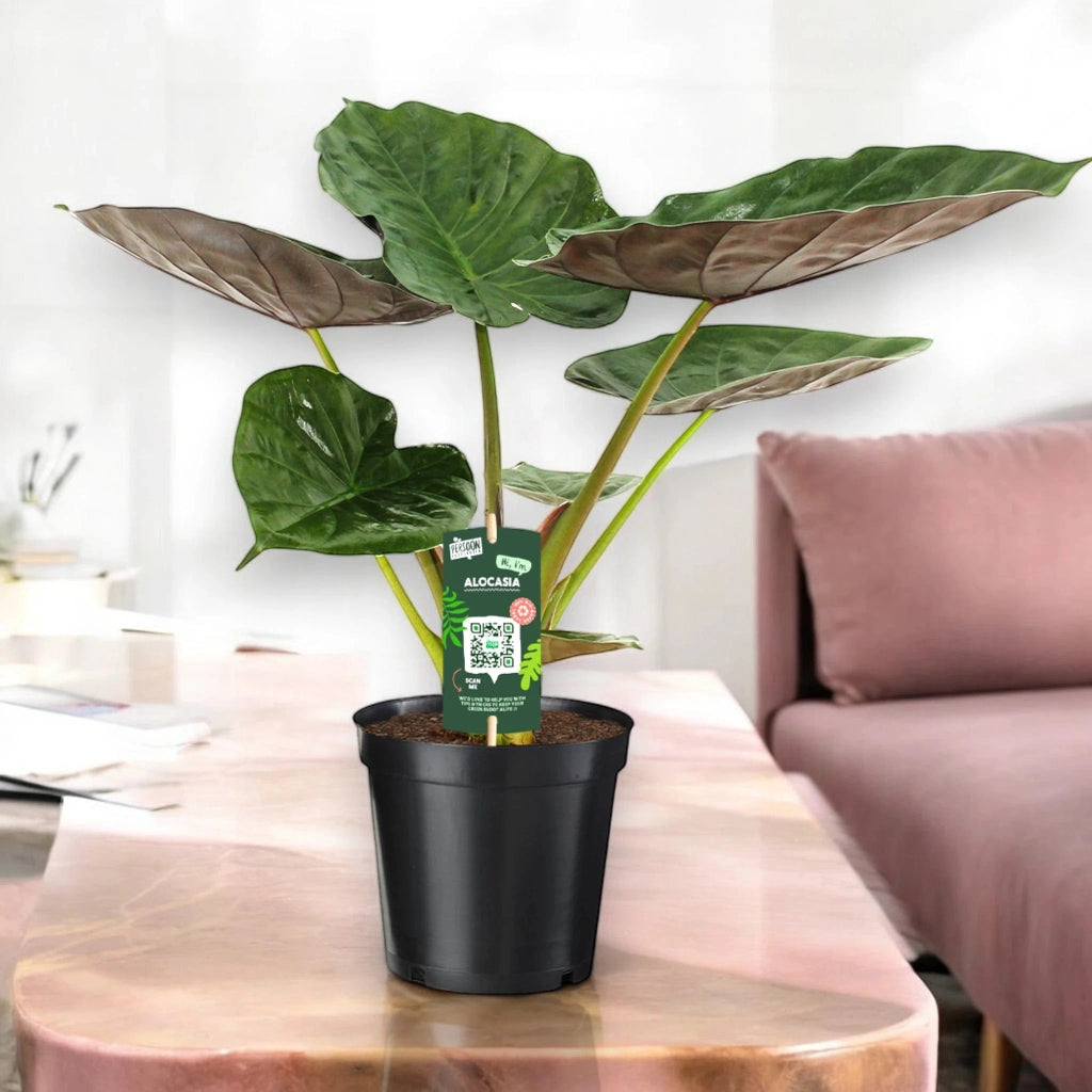 Gardenaria Alocasia 'Wentii' - Pianta da interno ornamentale Altezza: 70 cm (vaso 19)