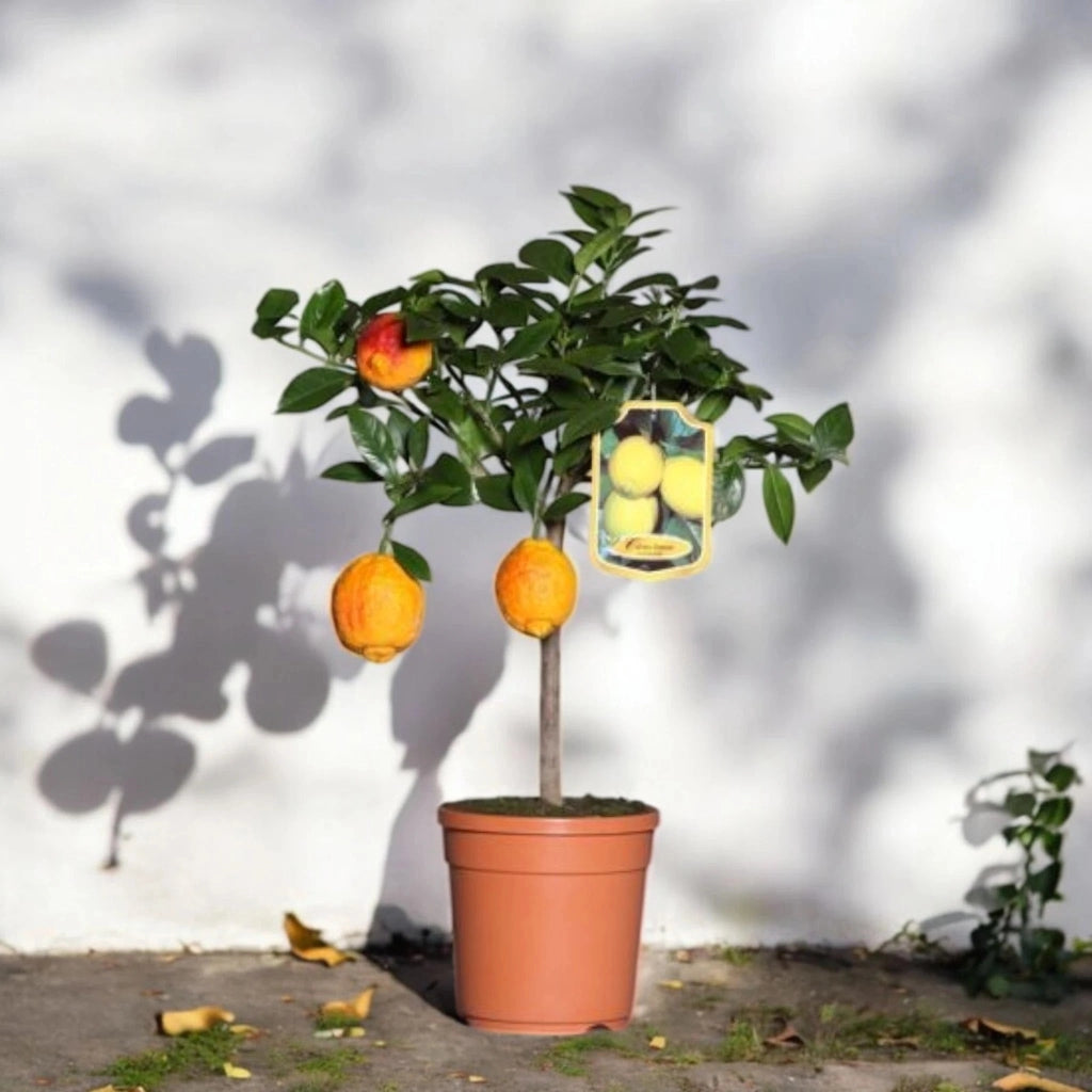 Gardenaria Limone Rosso - Citrus limon varietà rossa - Pianta di agrume da frutto in vaso Altezza: 40 cm (vaso 15)