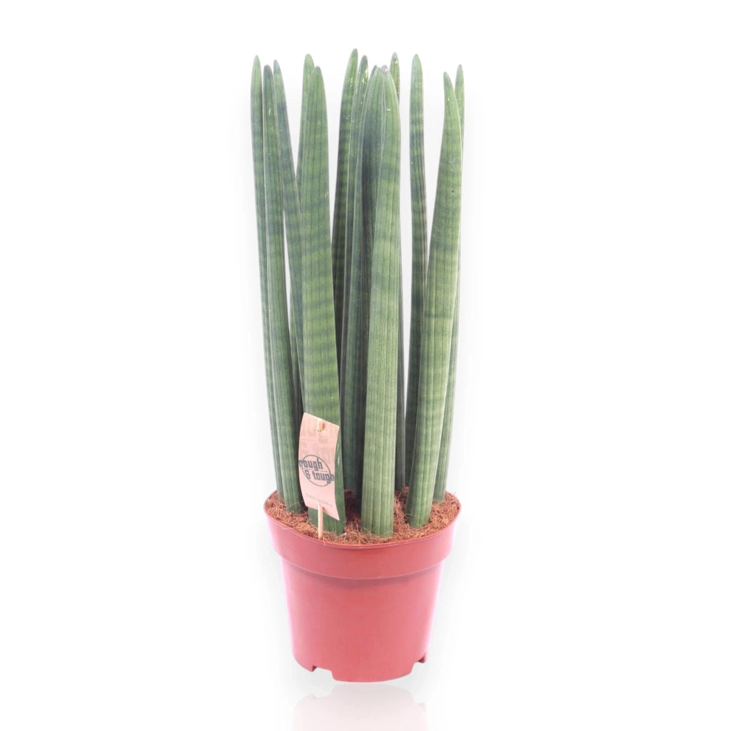 Gardenaria Sansevieria cylindrica 'Straight' - Pianta da interno ornamentale Altezza: 35 cm (vaso 12)