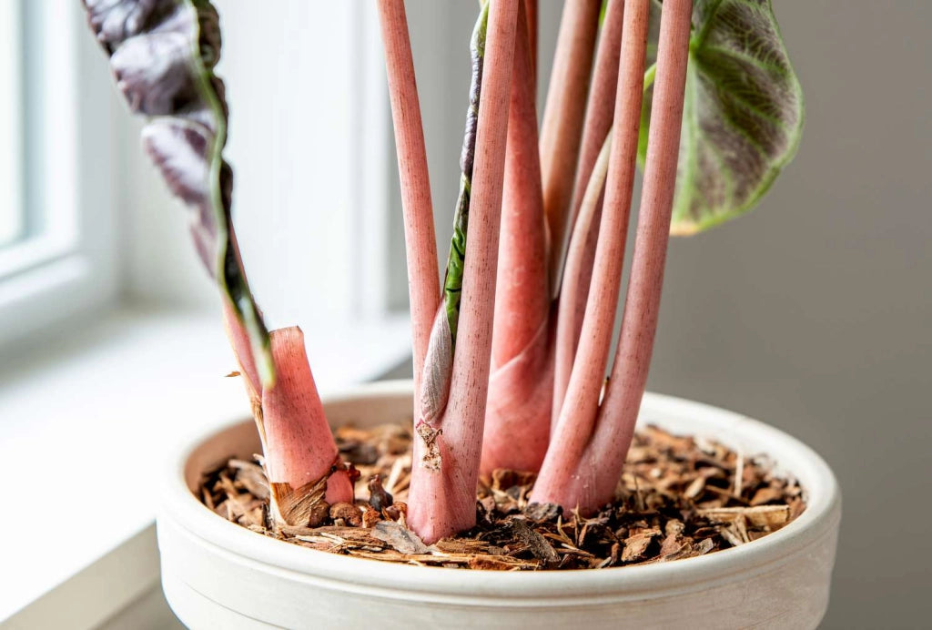 Alocasia Pink Dragon Vaso 17 – Pianta tropicale compatta elegante