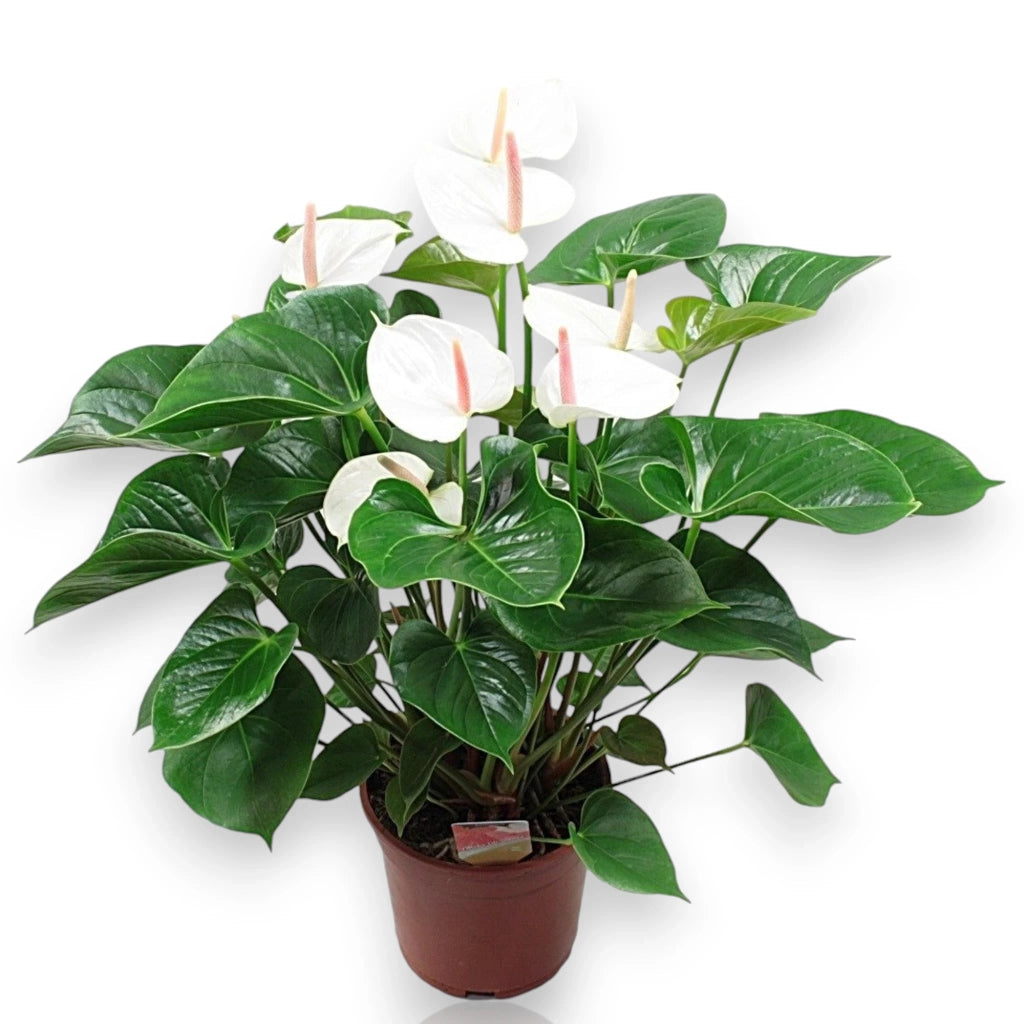 Gardenaria Anthurium andreanum 'White success' - Pianta da interno ornamentale Altezza: 50 cm (vaso 14)