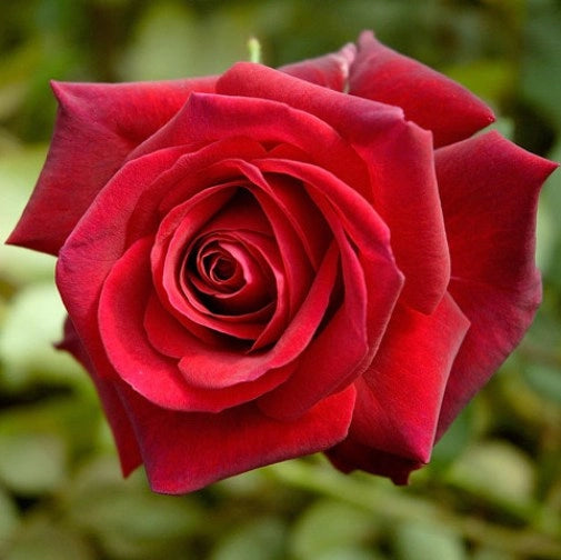 Rosa ‘Edith Piaf’ – Rosa rosso scuro profumata a fiore grande