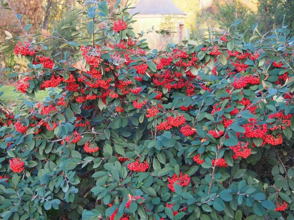 Gardenaria Cotoneaster lacteus - Arbusto ornamentale da giardino Altezza: 30/35 cm (vaso19)